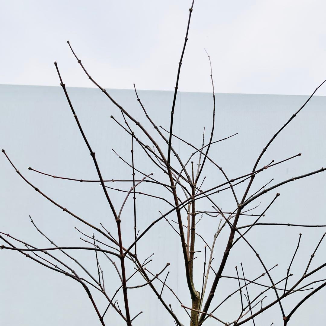 雨さん専用　コハウチワカエデ　単木/ 60