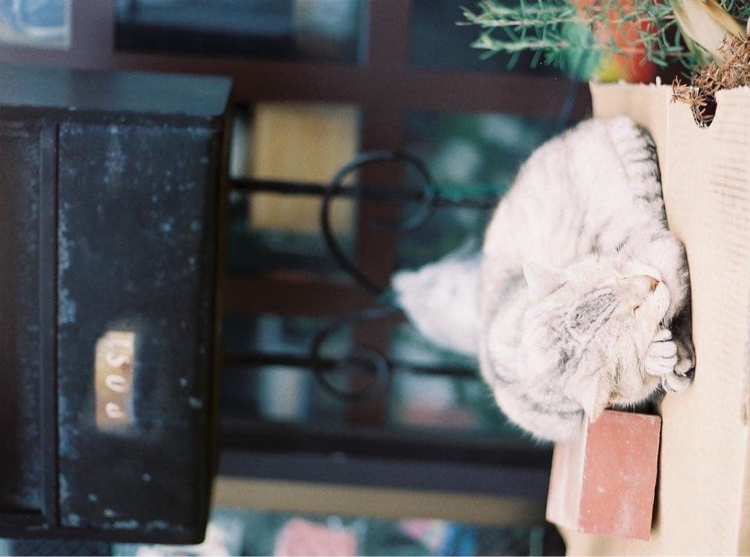 フィルムカメラ nikonfm