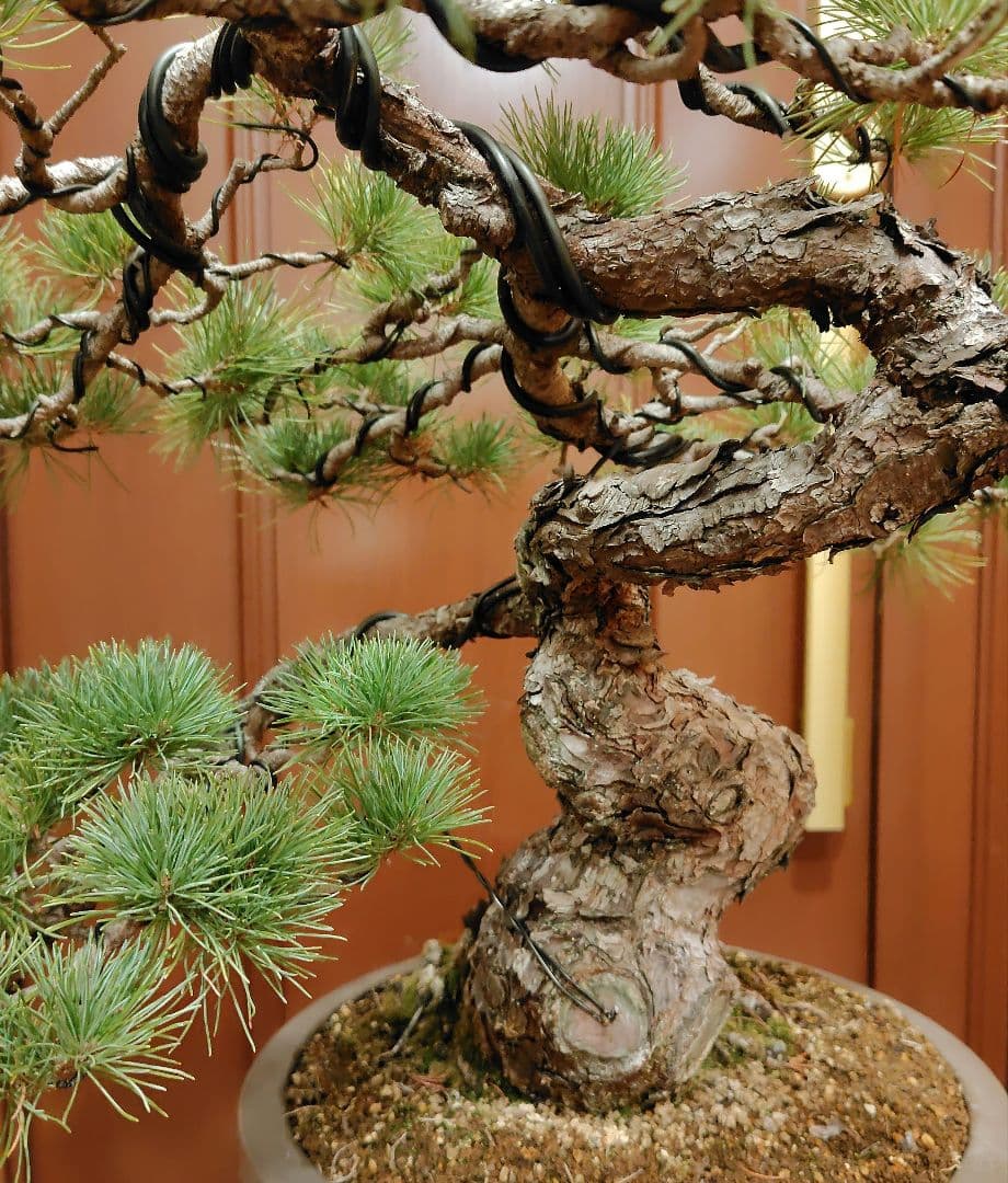 五葉松盆栽！