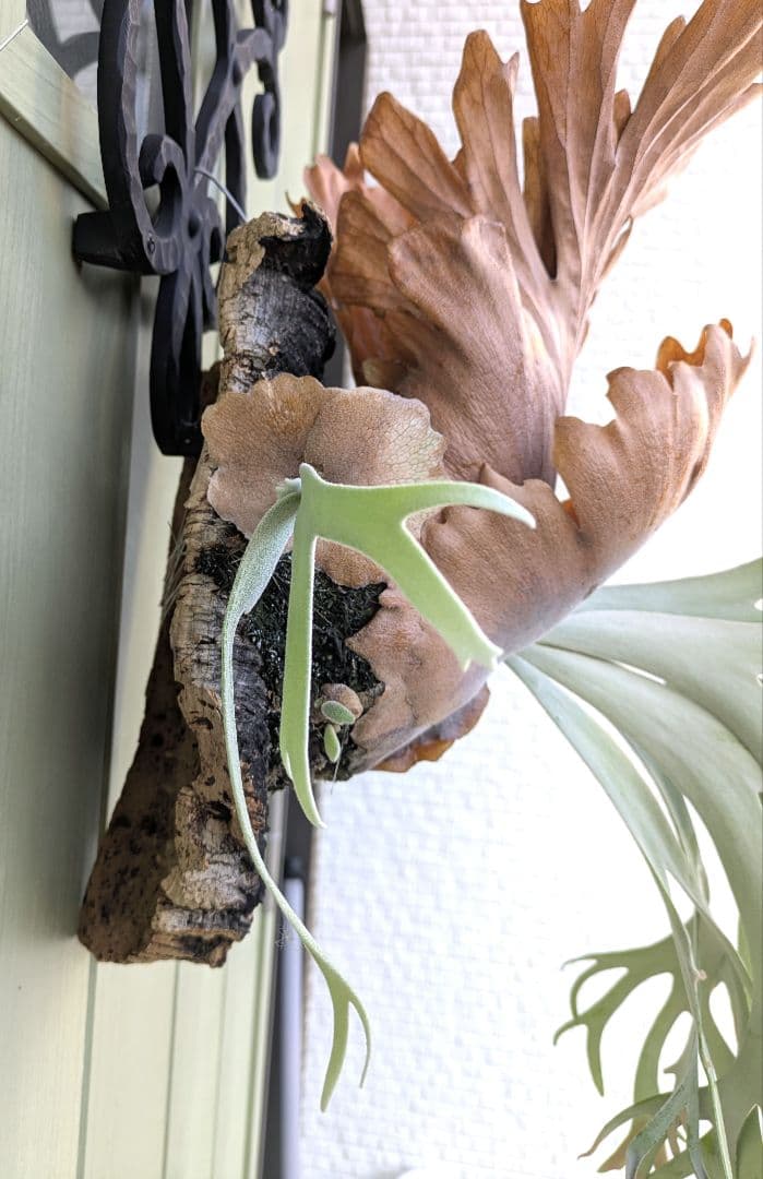 ビカクシダ☆Polaris☆ポラリス☆vp☆子株