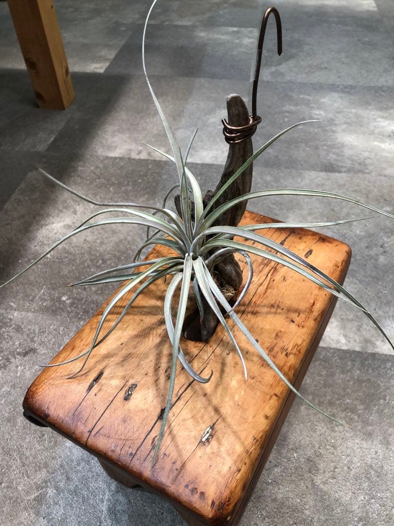 ティランジア・ファシクラータ・ホンジュレンシス