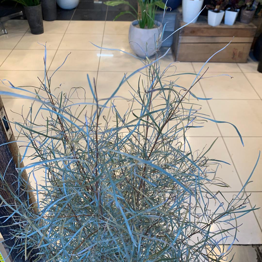 グレビレア エンドリチェリアナ