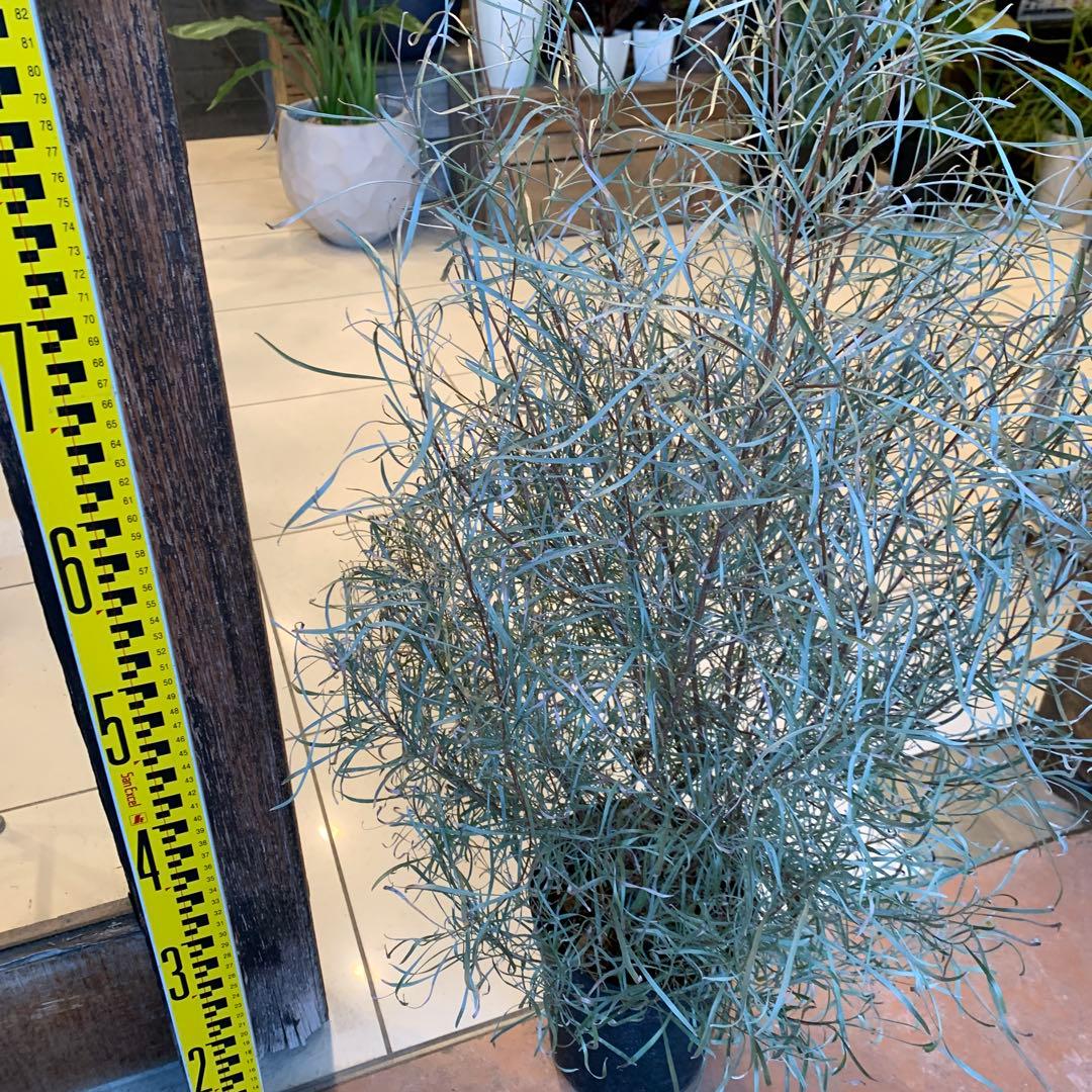 グレビレア エンドリチェリアナ