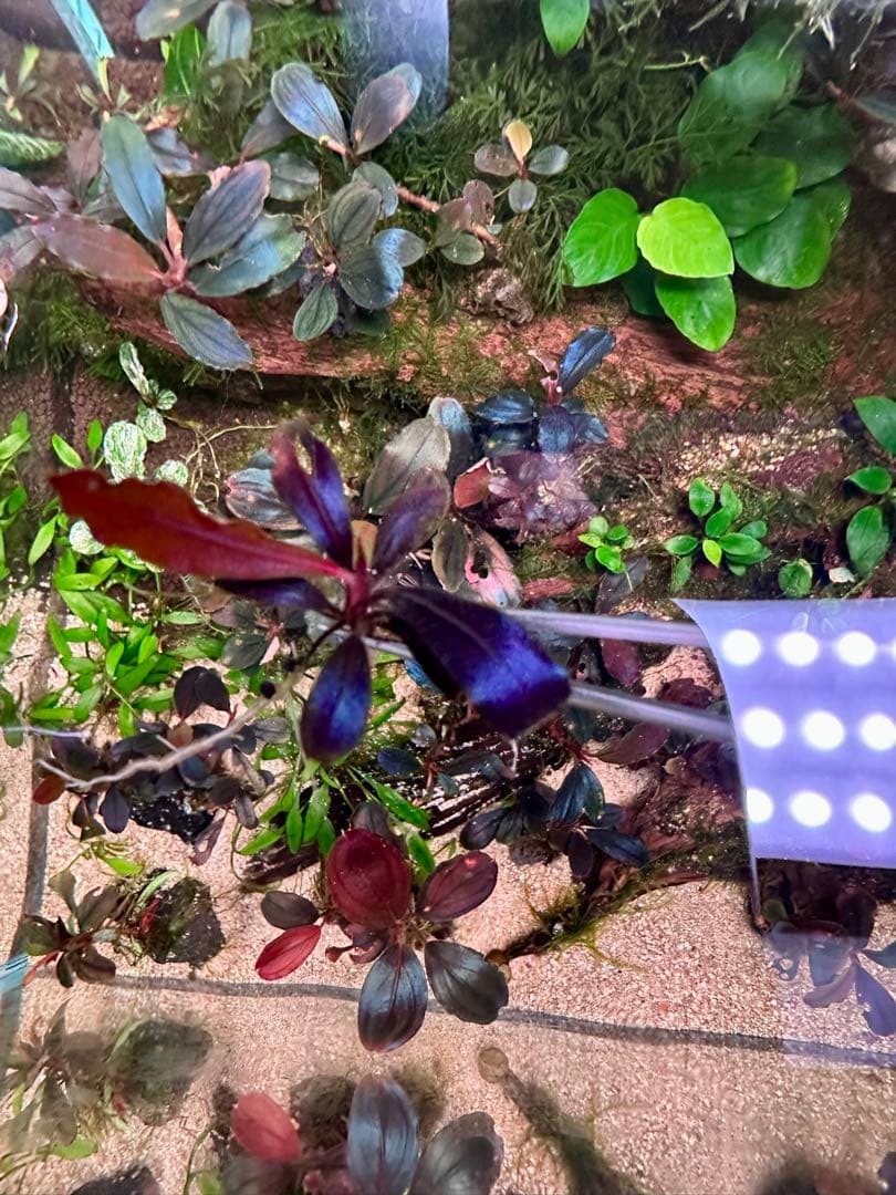 爆睡 sp.ブラウニーゴーストカリマンタン　2株