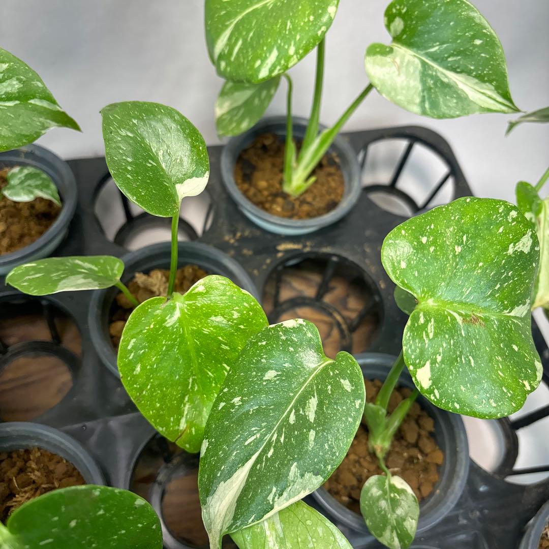 s*a様 10株セットms77【訳あり】モンステラ・タイコンステレーション 斑入