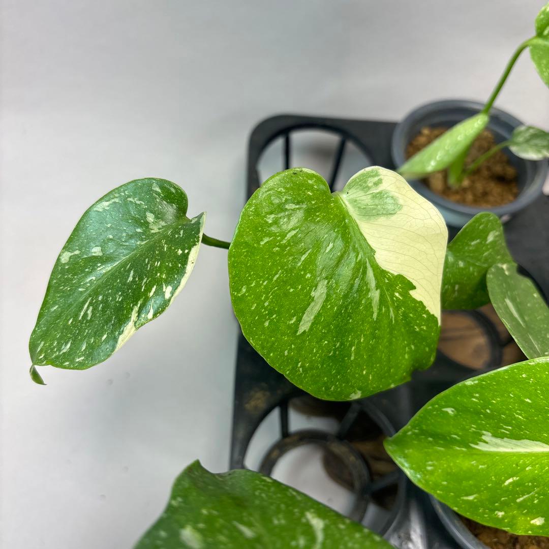 s*a様 10株セットms77【訳あり】モンステラ・タイコンステレーション 斑入