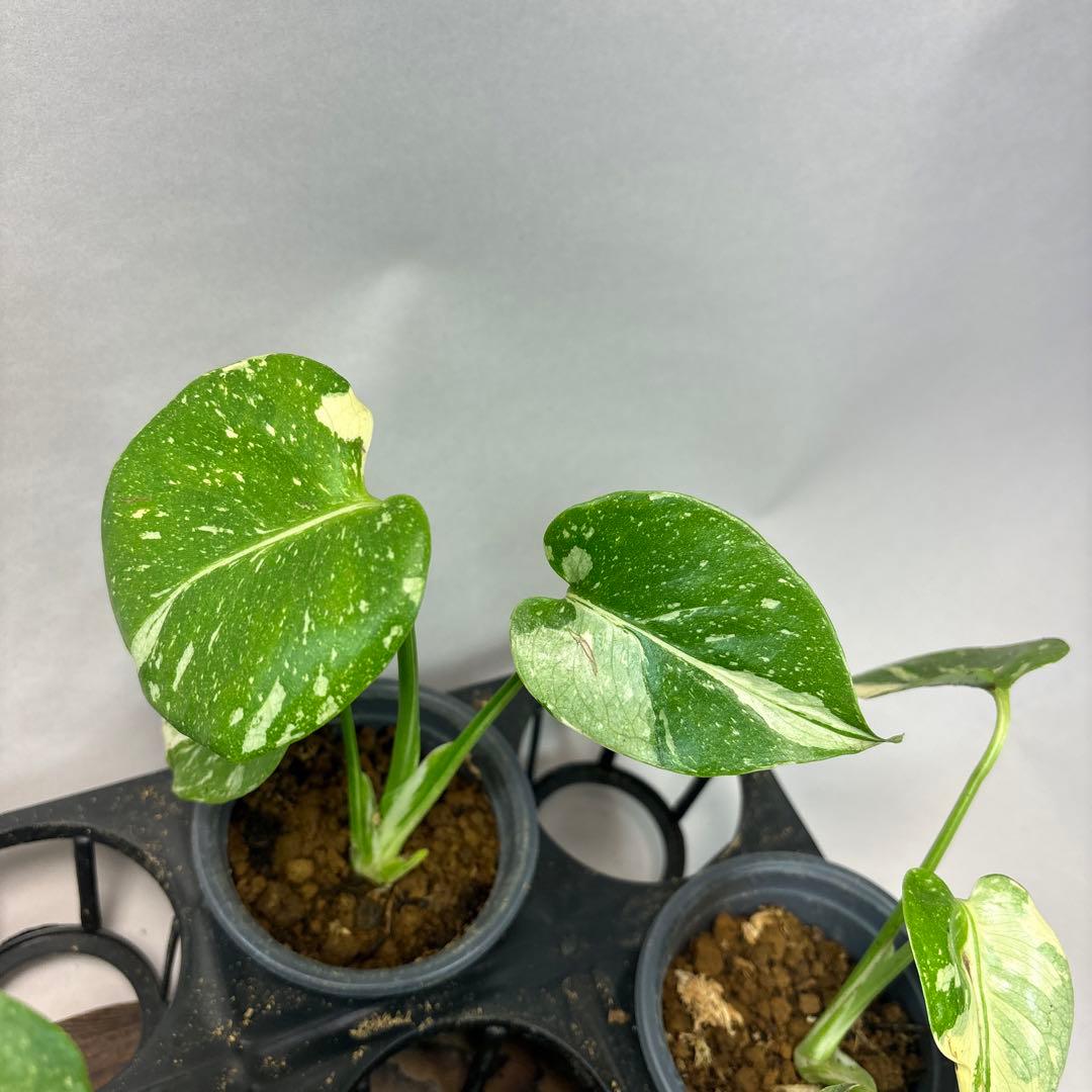 s*a様 10株セットms77【訳あり】モンステラ・タイコンステレーション 斑入