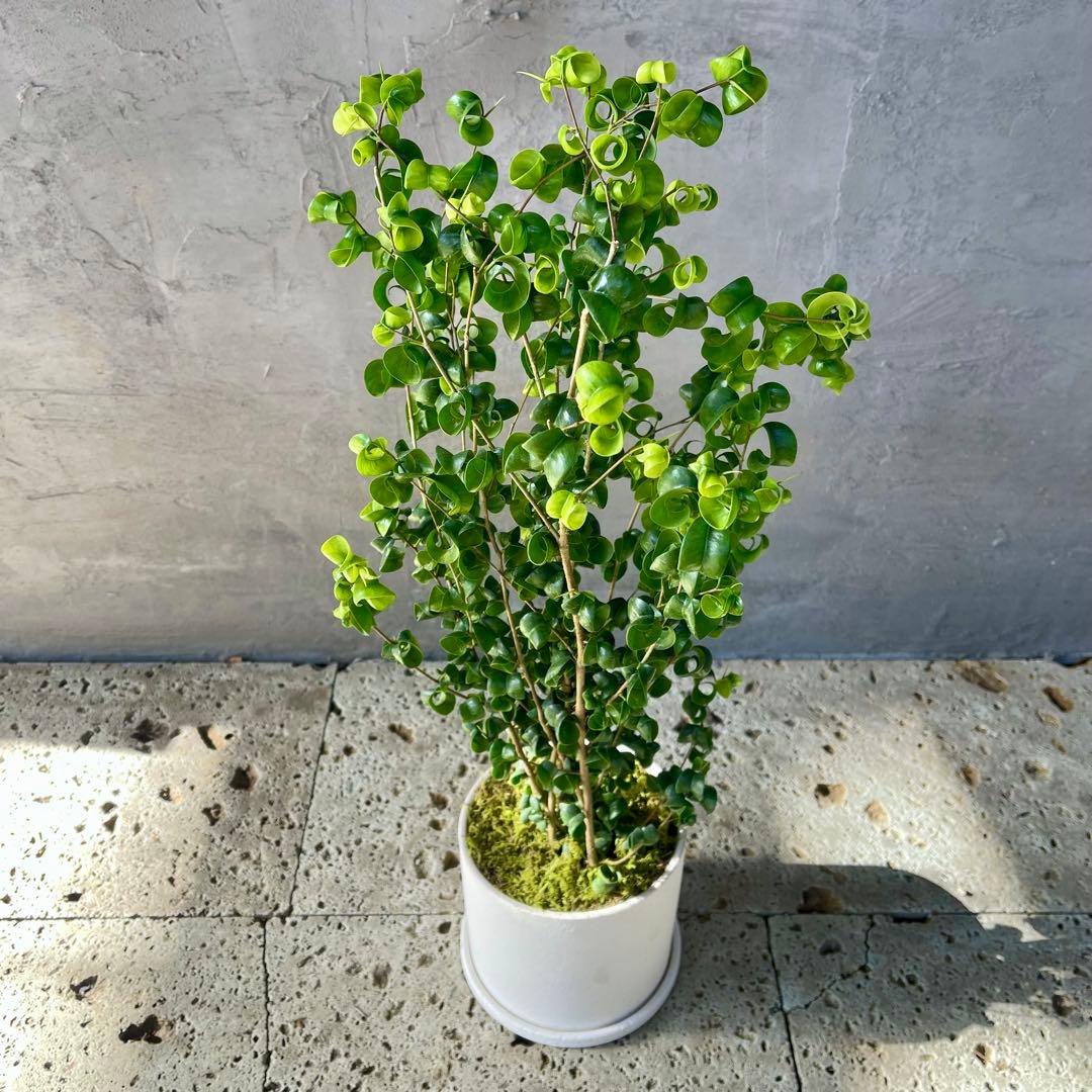 フィカス　ベンジャミン　バロック　天然苔仕立て　陶器鉢　植え込み発送
