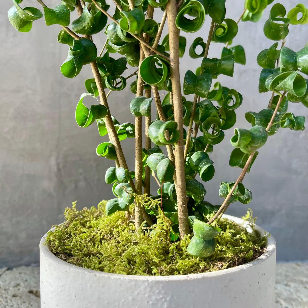 フィカス　ベンジャミン　バロック　天然苔仕立て　陶器鉢　植え込み発送