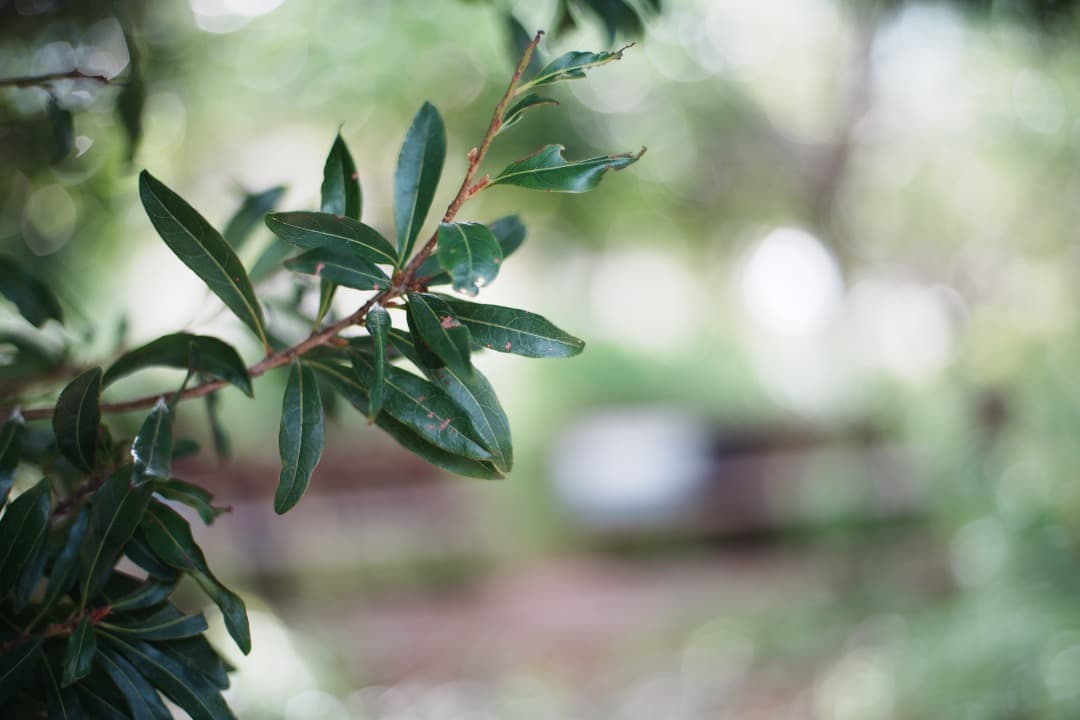 【極美品】Carl Zeiss Planar 50mm F1.7 AEJ 96