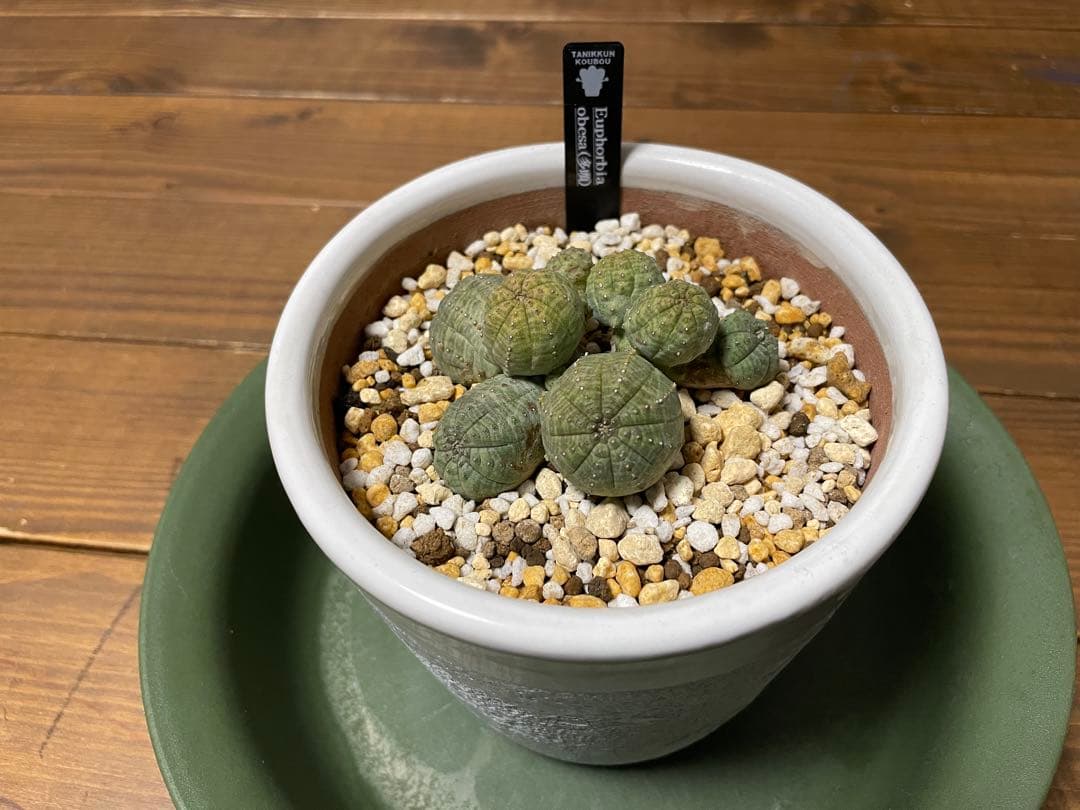 希少 ユーフォルビア オベサ （多頭） 発根済み