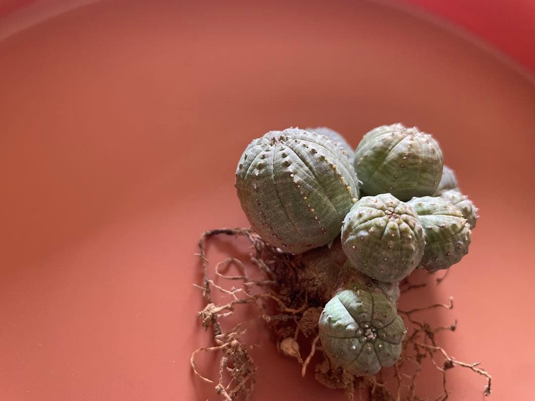 希少 ユーフォルビア オベサ （多頭） 発根済み