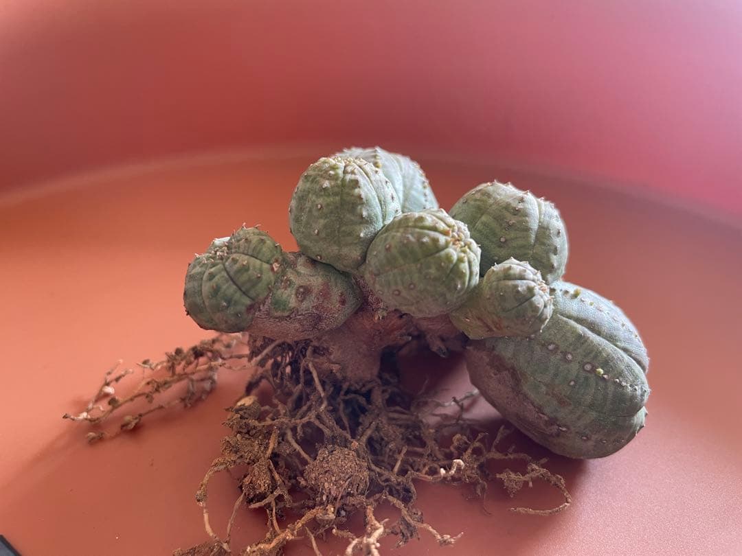 希少 ユーフォルビア オベサ （多頭） 発根済み