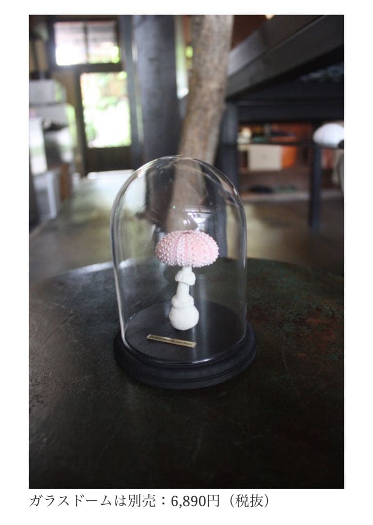 【廃盤】ウサギノネドコ uninoco ウニ　ソラキューブ キノコ きのこ 置物