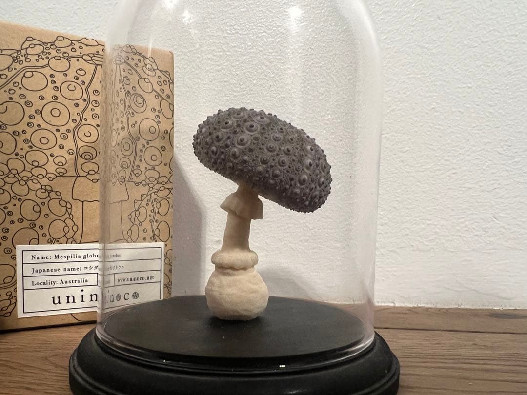 【廃盤】ウサギノネドコ uninoco ウニ　ソラキューブ キノコ きのこ 置物