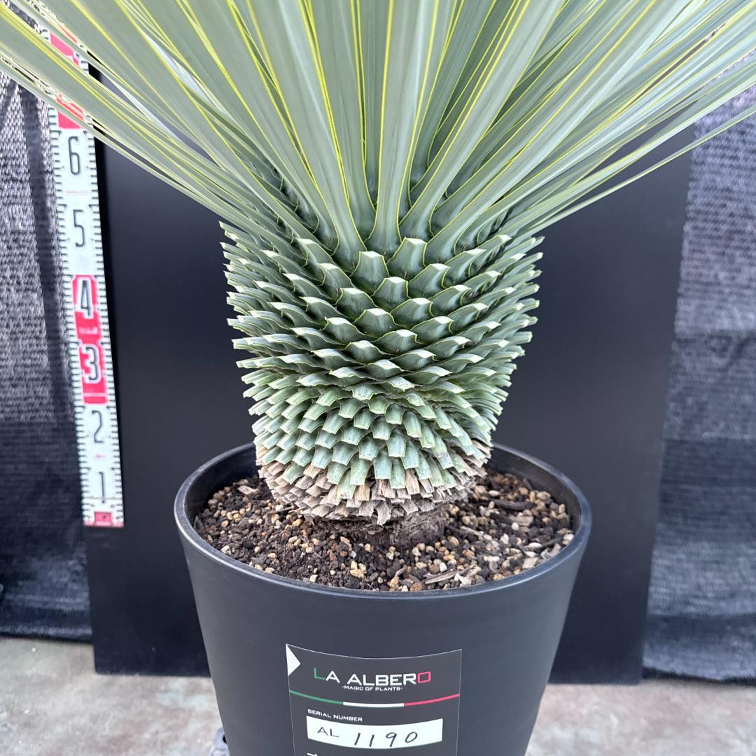 【AL1190】ユッカ　ロストラータ シルバーブルー　超美形　極太　感動個体