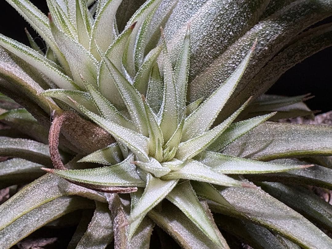 ティランジア イオナンタ メディオピクタ / チランジア エアプランツ 超レア