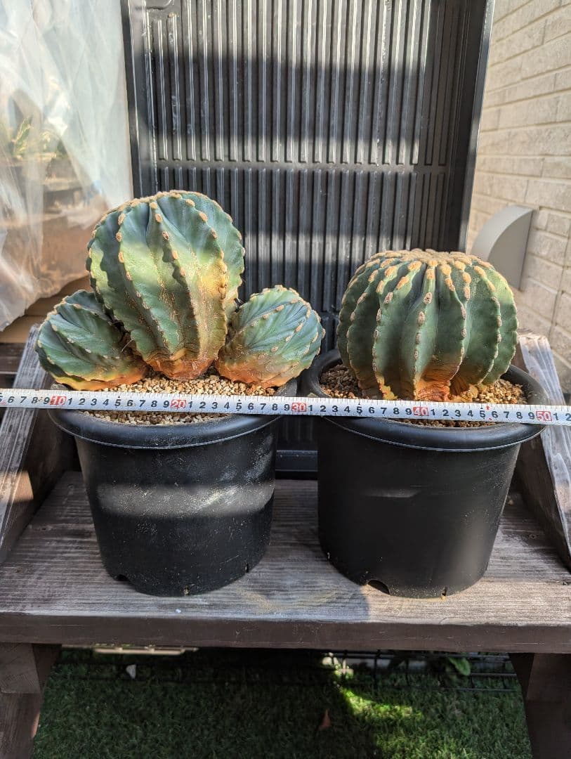 【Omc Labo】極上5 2株セット　フェロカクタス刺無王冠竜　希少 サボテン