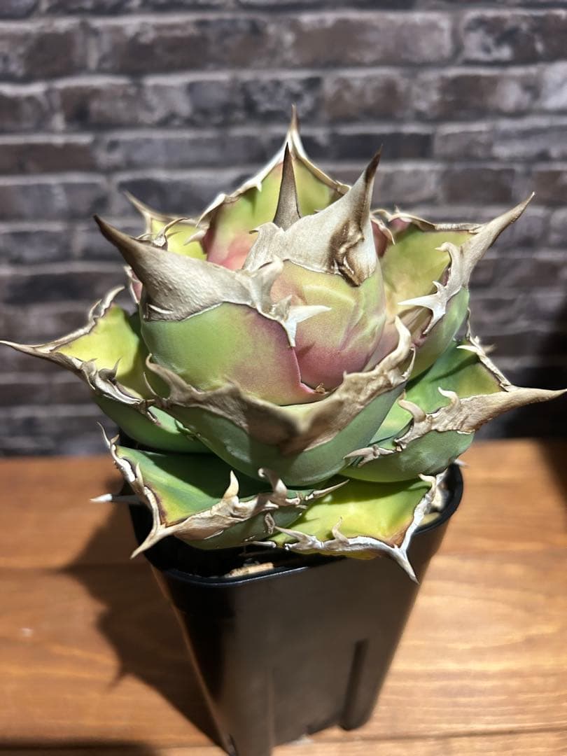 アガベ　トリケラトプス　白犀牛