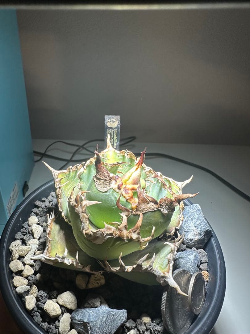 イ*カ様 アガベ キングコング　　金剛