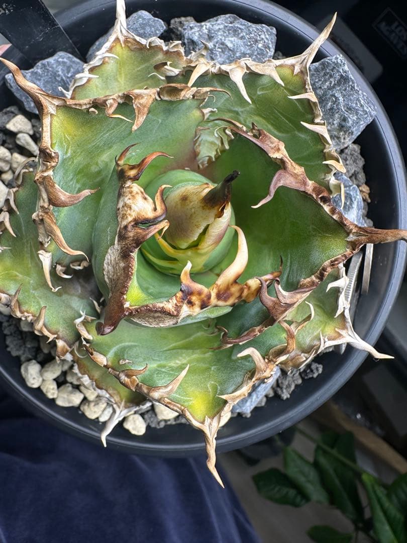 イ*カ様 アガベ キングコング　　金剛