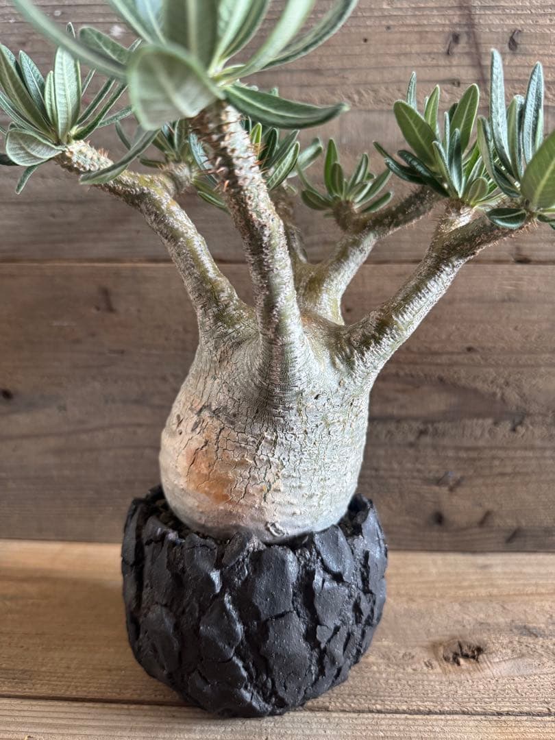 【美形株】 パキポディウム グラキリス 現地球 塊根植物 パキプス