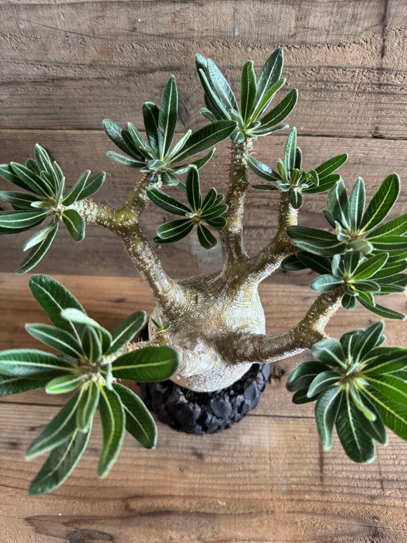 【美形株】 パキポディウム グラキリス 現地球 塊根植物 パキプス