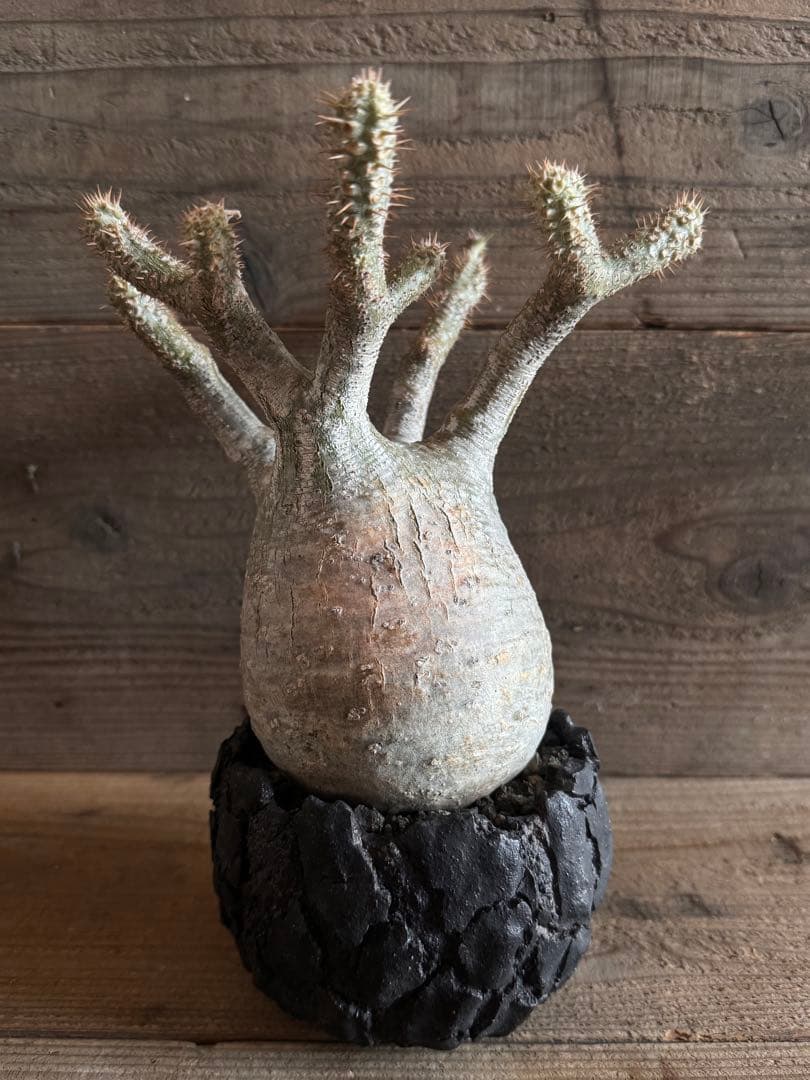 【美形株】 パキポディウム グラキリス 現地球 塊根植物 パキプス