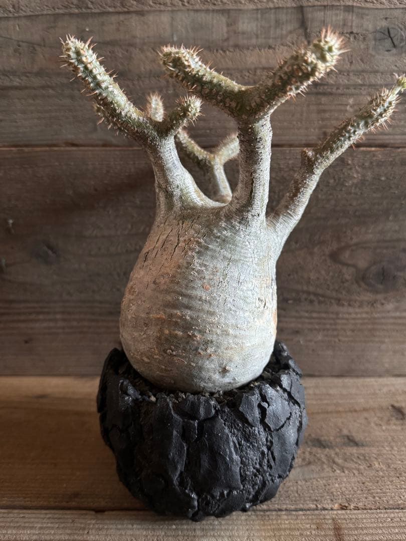 【美形株】 パキポディウム グラキリス 現地球 塊根植物 パキプス