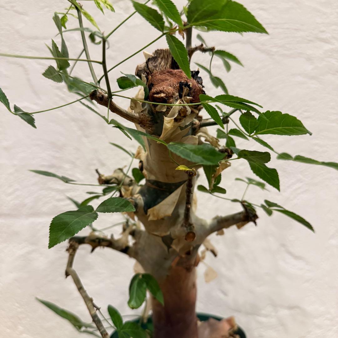 コミフォラ コミフォラエミニー 塊根植物 発根済 塊根