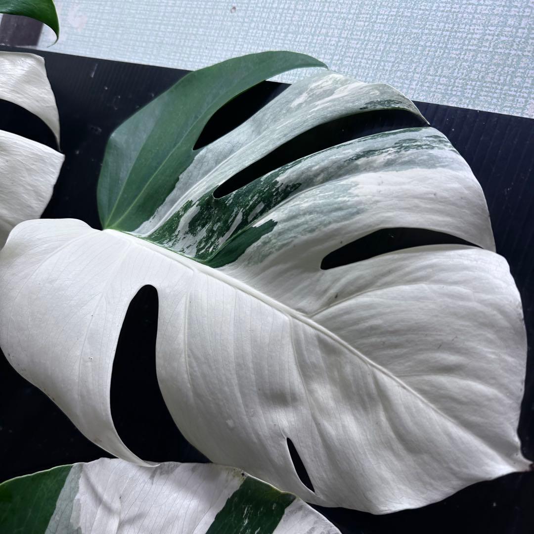 ☆*☆様 モンステラ斑入りハーフムーンホワイトタイガー極美斑入り73cm