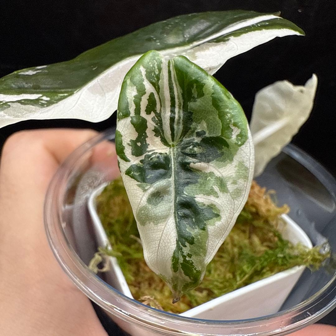 アロカシア チャントリエリ ピンク