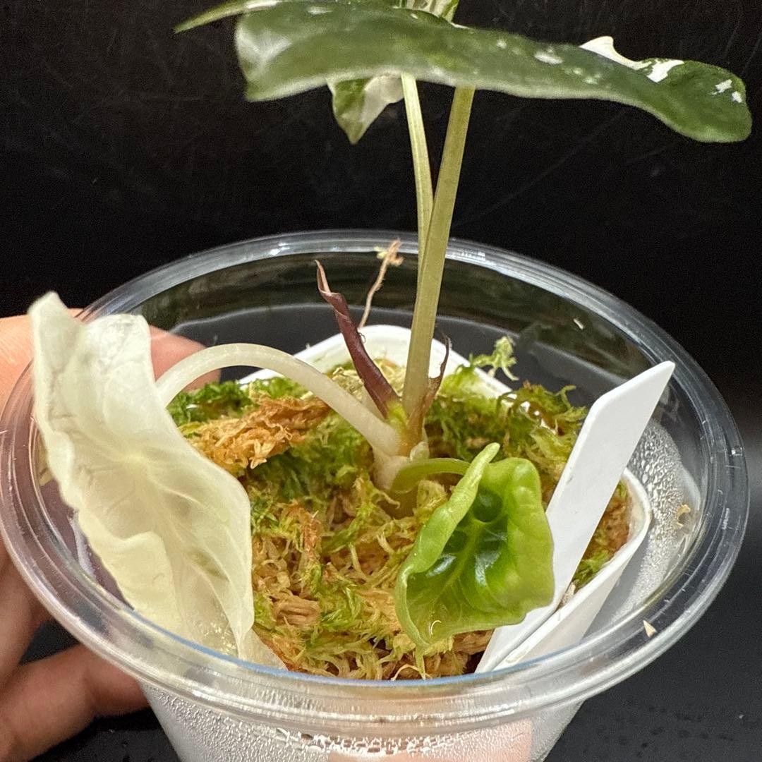 アロカシア チャントリエリ ピンク