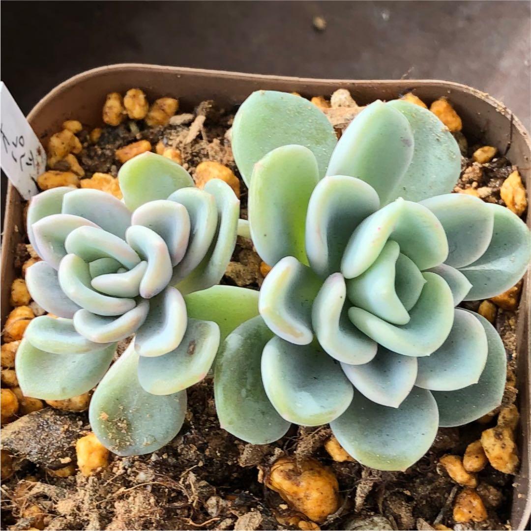 多肉植物^o^  オルペット