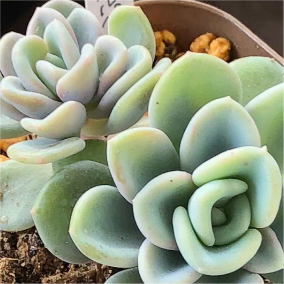 多肉植物^o^  オルペット