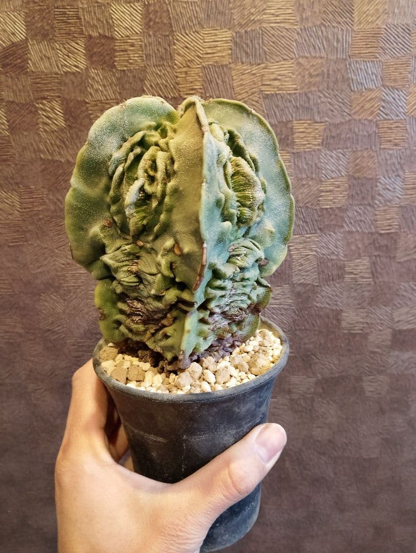 \"大株 極上\" 複隆 ランポー