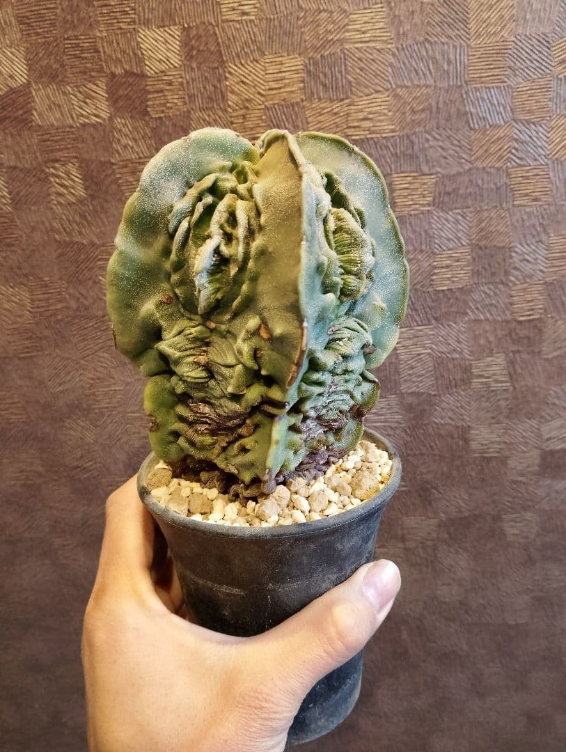 \"大株 極上\" 複隆 ランポー