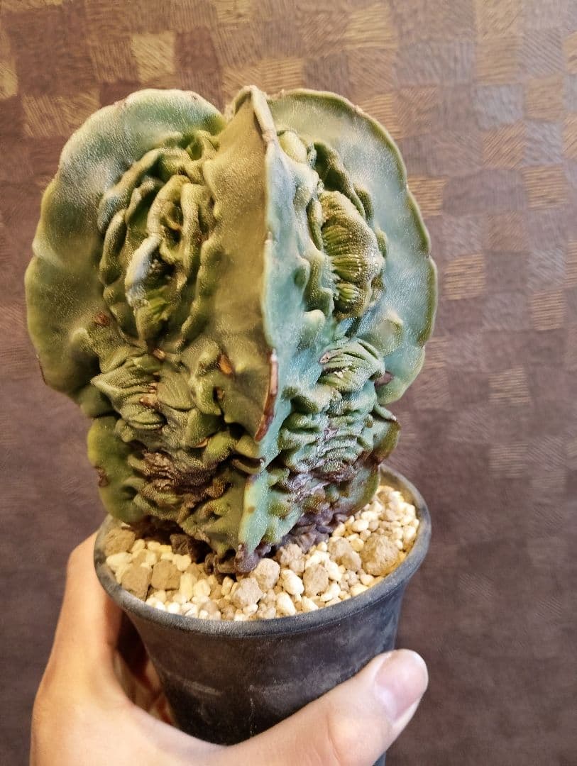 \"大株 極上\" 複隆 ランポー