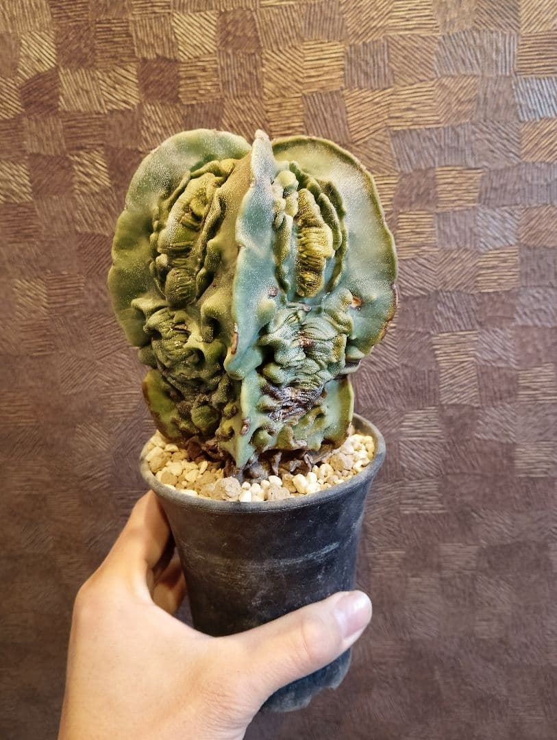 \"大株 極上\" 複隆 ランポー