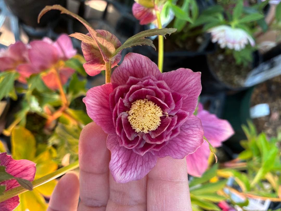 ♡広瀬園芸♡つぼみが可愛いソレイユ系、ピンクゴールド。