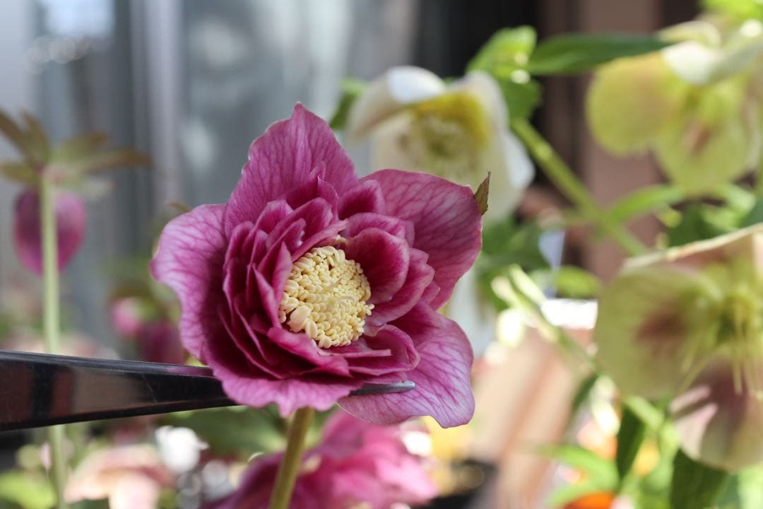 ♡広瀬園芸♡つぼみが可愛いソレイユ系、ピンクゴールド。