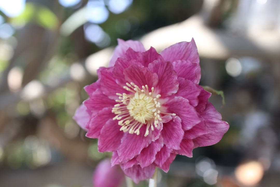 ♡広瀬園芸♡つぼみが可愛いソレイユ系、ピンクゴールド。