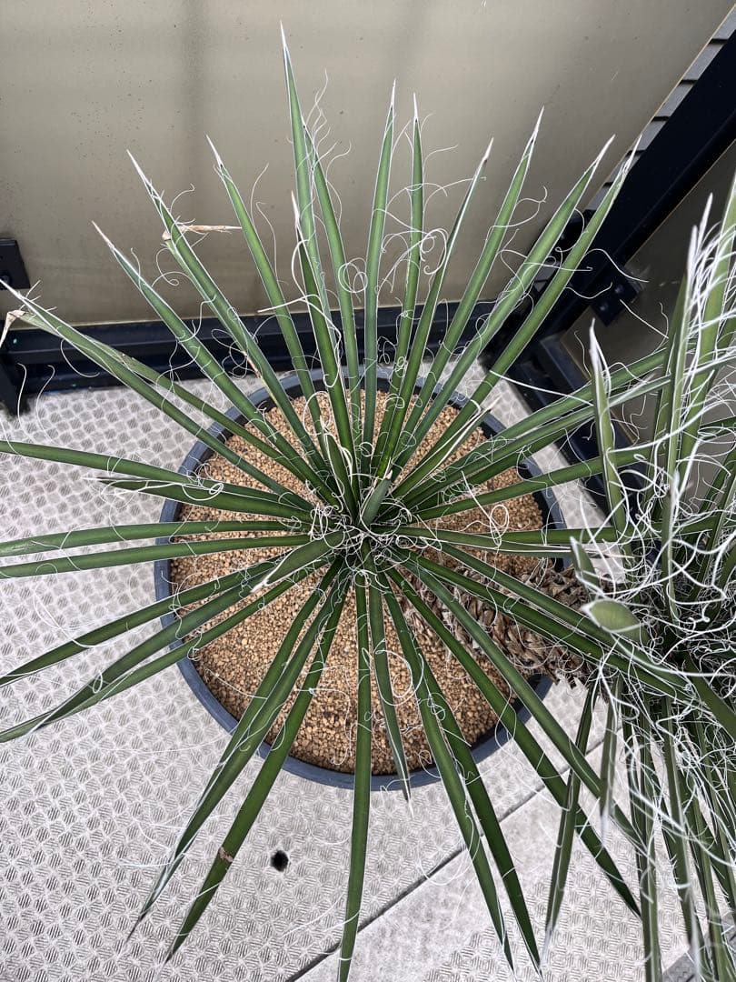 ユッカ フィリフェラ　2分頭　ダブルヘッド