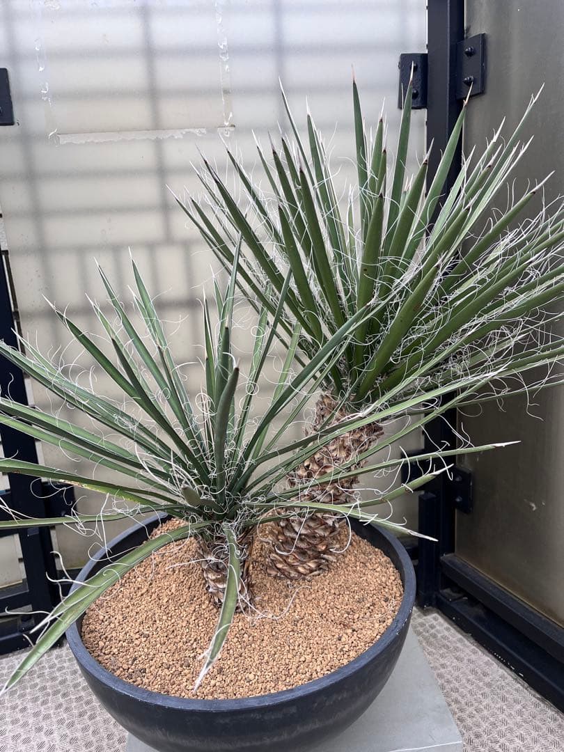 ユッカ フィリフェラ　2分頭　ダブルヘッド