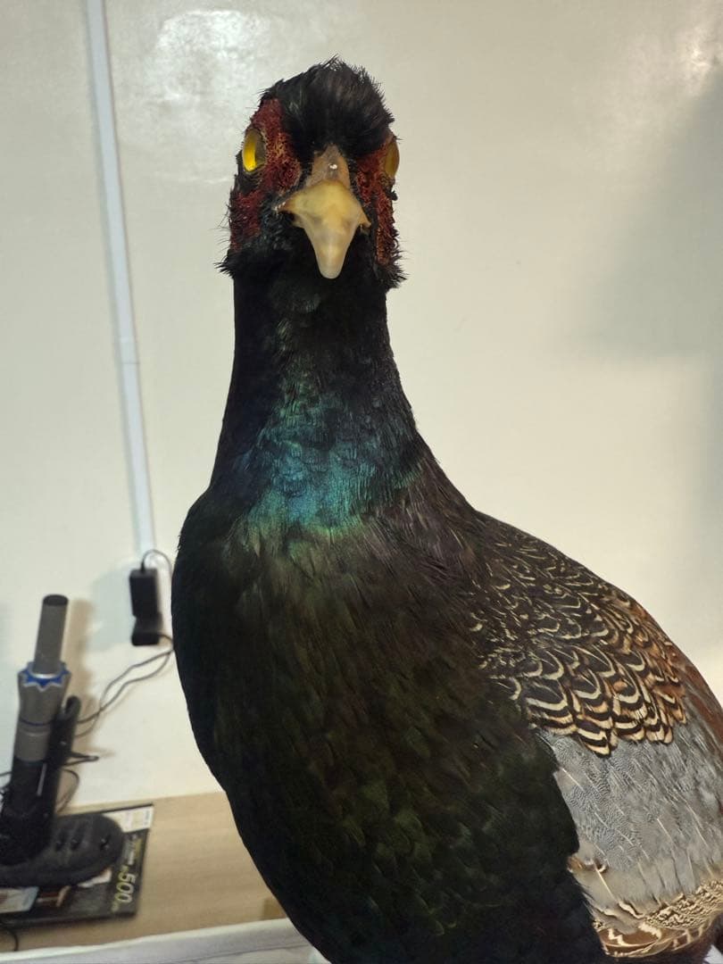 キジ剥製(西岡剥製工房)