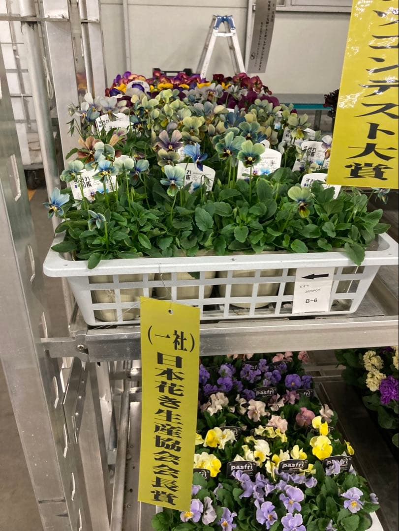 R*U様 すみれ図鑑　ビオラ　濃青系