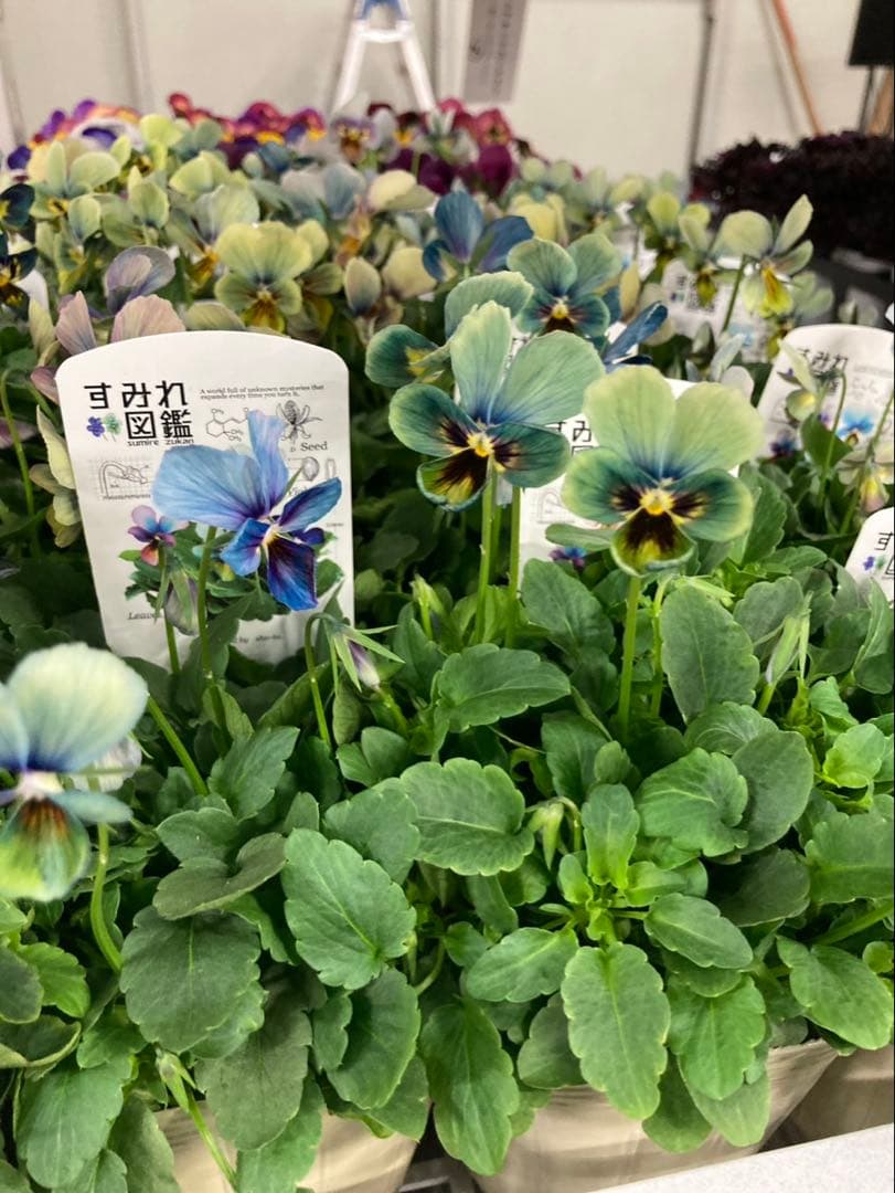 R*U様 すみれ図鑑　ビオラ　濃青系