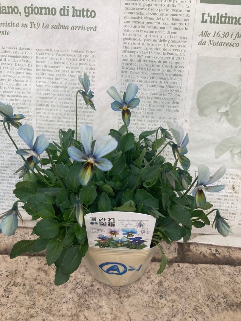 R*U様 すみれ図鑑　ビオラ　濃青系