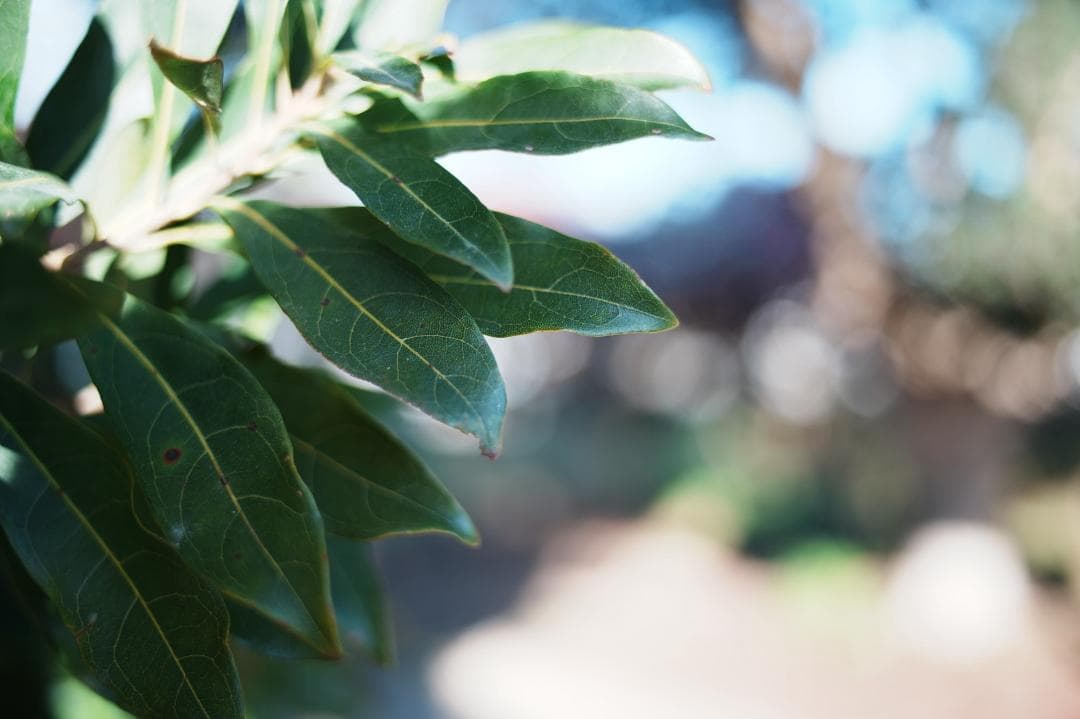 【整備＆テスト済】Canon New FD 35mm F2 キャノン 571