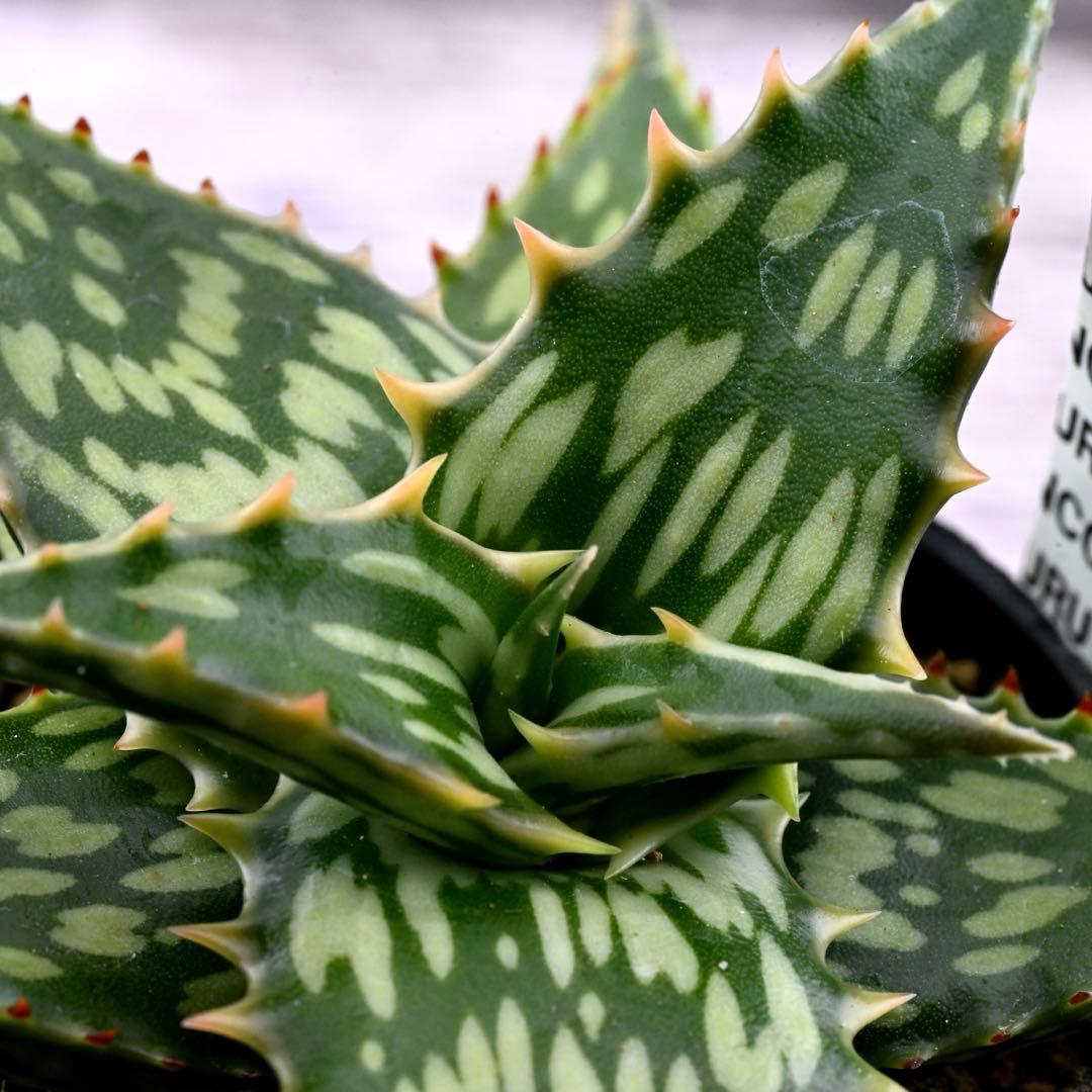 アロエ 実生 ネオペキヘミ ペッキー×ヘミンギー 多肉植物 極上苗